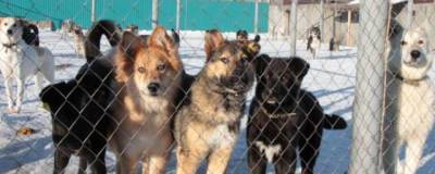 Артем Никитин - На Камчатке появятся новые приюты для бездомных собак - runews24.ru - Камчатский край