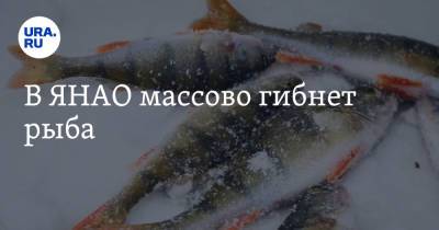 В ЯНАО массово гибнет рыба - ura.news - окр. Янао - район Приуральский