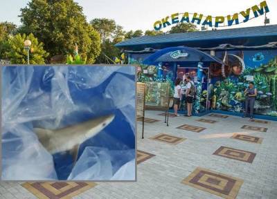 Из-за скандальной посетительницы в океанариуме Анапы погибла акула - province.ru - Анапа