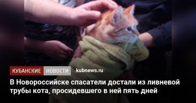 Алексей Одеров - В Новороссийске спасатели достали из ливневой трубы кота, просидевшего в ней пять дней - kubnews.ru - Краснодарский край - Новороссийск