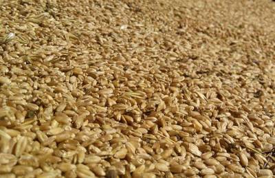Украина отправила на экспорт почти 15 млн пшеницы - agroportal.ua