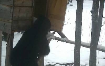 В Румынии опубликовали забавное видео медведя-вора - korrespondent.net - Румыния