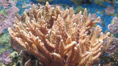 Японским биологам удалось найти способ спасения кораллов от исчезновения - polit.info - Япония