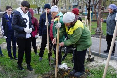 Более 40 клёнов высадили на западе Тамбова - tambov.mk.ru - Тамбов