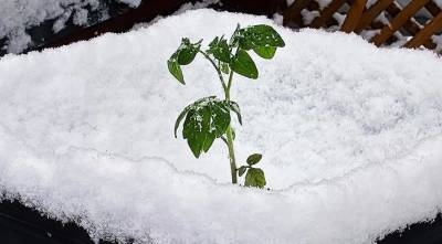 На первомай уже пора высаживать рассаду, но холода еще будут, что делать? - skuke.net