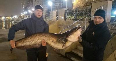 Калининградский рыбак выловил сома весом свыше 25 килограммов - klops.ru - Калининград