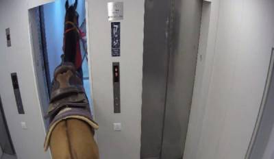 Такого еще не было: в Тель-Авиве двое мужчин перевозили лошадь в лифте небоскреба – их задержали - 24tv.ua - Тель-Авив