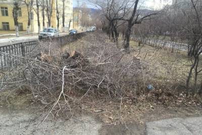 ТГК-14 объяснила, что деревья на аллее ул. Горького были обречены из-за охранной зоны - chita.ru - Чита