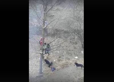 Стая бродячих собак в Башкирии загнала мальчишек-школьников на дерево - province.ru - Башкирия - Бирск