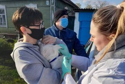 В Тамбове продолжается бесплатная вакцинация домашних животных от бешенства - tambov.mk.ru - Тамбов