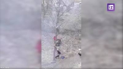 Бродячие собаки в Башкирии загнали школьников на дерево - iz.ru - Башкирия - Бирск