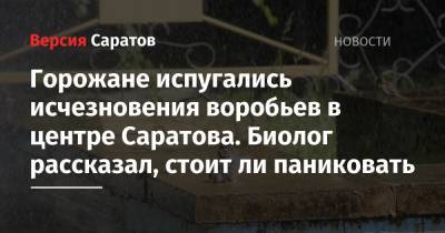 Горожане испугались исчезновения воробьев в центре Саратова. Биолог рассказал, стоит ли паниковать - nversia.ru