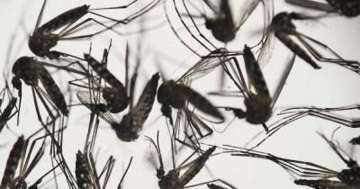 В США выпустят сотни миллионов генно-модифицированных комаров, которые не кусают людей - tsn.ua - шт.Флорида