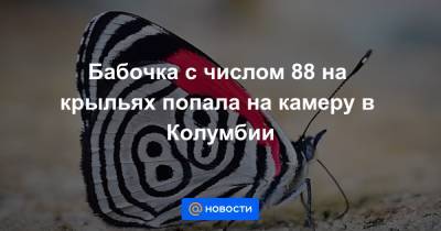 Анна Лысенко - Бабочка с числом 88 на крыльях попала на камеру в Колумбии - news.mail.ru - Колумбия - Венесуэла - Боливия - Эквадор