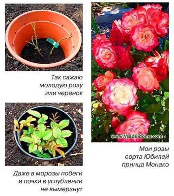 Александр Кудрявцев - Необычный способ посадки: розы… в ямке – чтобы не вымерзали - skuke.net