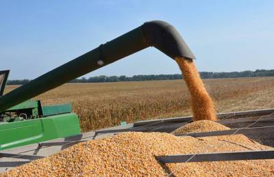 Прогноз: Урожай зерновых и масличных превысит 96 млн т - agroportal.ua