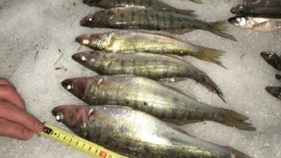 С начала года были оштрафованы почти 130 браконьеров за ловлю рыбы в Финском заливе - delovoe.tv - Санкт-Петербург