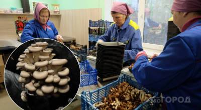 Как выращивают грибы на крупном производстве в Моргаушском районе - pg21.ru - Москва - респ. Чувашия - район Моргаушский