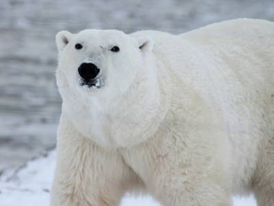 В Якутии нахальный белый медведь похитил удочки у рыбака (видео) - rosbalt.ru - респ. Саха - район Томпонский
