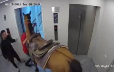В Израиле опубликовали видео с лошадью в лифте - korrespondent.net - Израиль - Тель-Авив