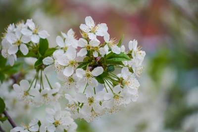 Александр Сушков - На Пасху воронежские синоптики прогнозируют тёплую и солнечную погоду - gorcom36.ru - Воронеж