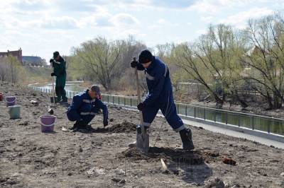 В Кургане в ЦПКиО посадили шаровидные деревья - znak.com