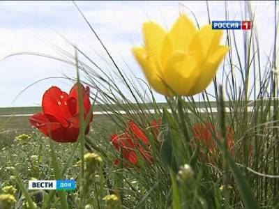 Фестиваль экологического туризма «Воспетая степь» посетили 7 тысяч гостей - dontr.ru