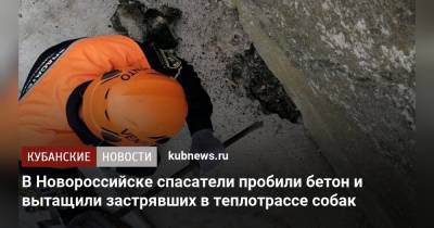 Алексей Одеров - В Новороссийске спасатели пробили бетон и вытащили застрявших в теплотрассе собак - kubnews.ru - Краснодарский край - Новороссийск