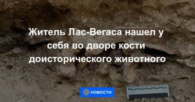 Житель Лас-Вегаса нашел у себя во дворе кости доисторического животного - news.mail.ru - Вашингтон - шт. Невада