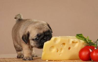 Можно ли собакам есть сыр: объяснение ветеринаров - 24tv.ua - Киев