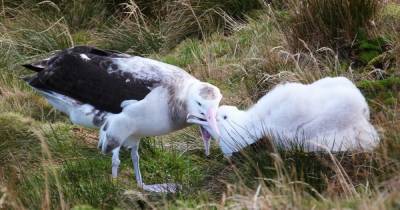 Завезенные моряками мыши угрожают популяции редких альбатросов на острове в Атлантике - focus.ua