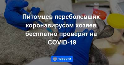 Питомцев переболевших коронавирусом хозяев бесплатно проверят на COVID-19 - news.mail.ru - Москва - Новосибирск - Тула - Тюмень - Челябинск - Орел - Барнаул - Самара - Рязань - Чебоксары - Саранск - Курск - Калуга - Липецк