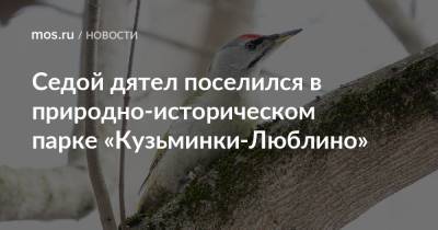 Седой дятел поселился в природно-историческом парке «Кузьминки-Люблино» - mos.ru - Москва
