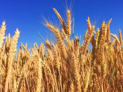 Агро - Украинское зерно кормит 150 миллионов человек - 24tv.ua - Аргентина