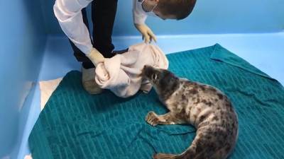 В Ленинградской области сняли видео со спасённым детёнышем тюленя - tvc.ru - Ленинградская обл.