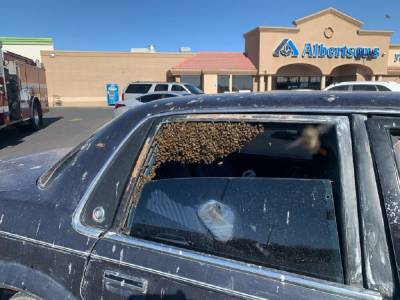 Пока ходил в магазин: 15 000 пчел залетели в машину к американцу - 24tv.ua - штат Нью-Мексико