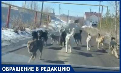 Тысячи бродячих собак заполонили Саратов. Стаи нападают на детей, власти бездействуют, рассказали очевидцы - bloknot.ru
