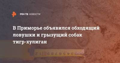 В Приморье объявился обходящий ловушки и грызущий собак тигр-хулиган - ren.tv - Приморье край - район Хасанский