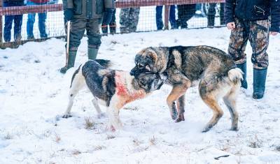 Жители Ишима жалуются на проведение незаконных собачьих боев - nashgorod.ru - Ишим