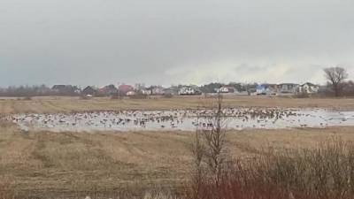 Возле поворота на Красный Бор отдыхают гуси и лебеди после перелета: видео - piter.tv - Санкт-Петербург - Петербург