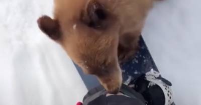 У медведей обнаружили заболевание, которое делает их похожими на домашних собак (видео) - focus.ua - США