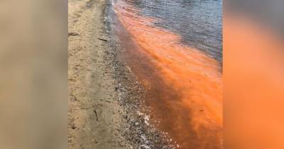 Жителей Владивостока напугала ярко-оранжевая и светящаяся вода залива - ren.tv - Владивосток