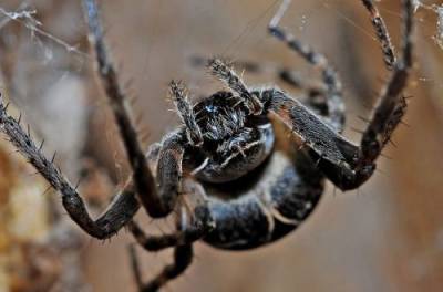 Живут долго, жалят больно: обнаружен новый вид ядовитых пауков - from-ua.com - шт.Флорида - Майами