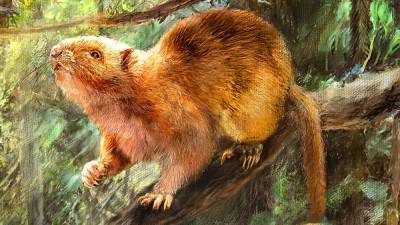 Гигантские крысы бродили по Земле тысячи лет назад: ученые раскопали их останки - 24tv.ua - Филиппины