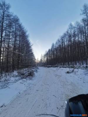 В Южно-Сахалинске дачники хотят спасти лес, который рубят ради ЛЭП - sakhalin.info - Южно-Сахалинск