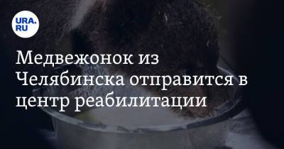 Виталий Безруков - Карен Даллакян - Медвежонок из Челябинска отправится в центр реабилитации. Видео - ura.news - Челябинская обл. - Челябинск - Свердловская обл. - Хабаровск - Экология