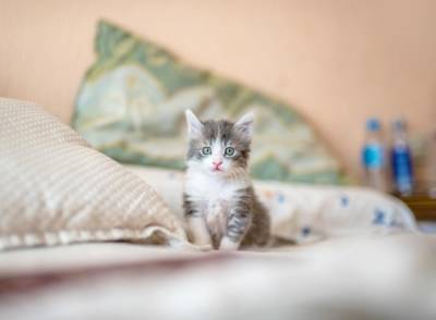 Первые шаги кота в новом доме: как подготовиться хозяину - 24tv.ua