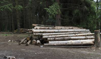 В WWF «сделали» Китай ответственным за уничтожение лесов - mirnov.ru - Китай - Индия