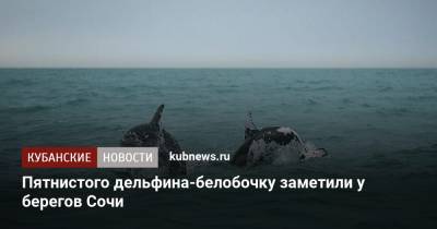 Пятнистого дельфина-белобочку заметили у берегов Сочи - kubnews.ru - Сочи - Краснодарский край
