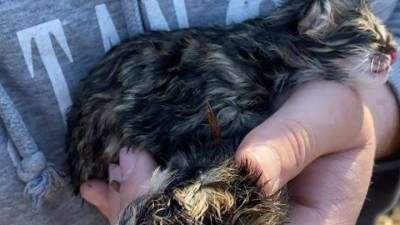 В приморском парке мать бросила новорожденных дальневосточных котят - vesti.ru - Владивосток